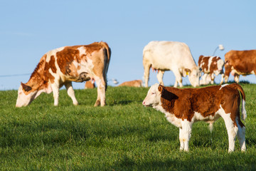 Fototapeta na wymiar Brown and white dairy cows, calwes and bulls in pasture