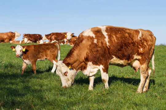 Brown and white dairy cows, calwes and bulls in pasture