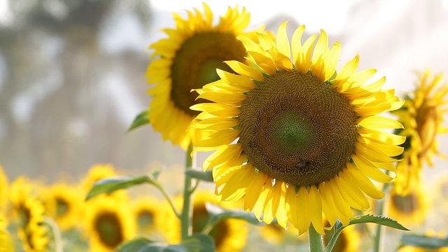 Sunflower field during sprinkling water , Pan camera