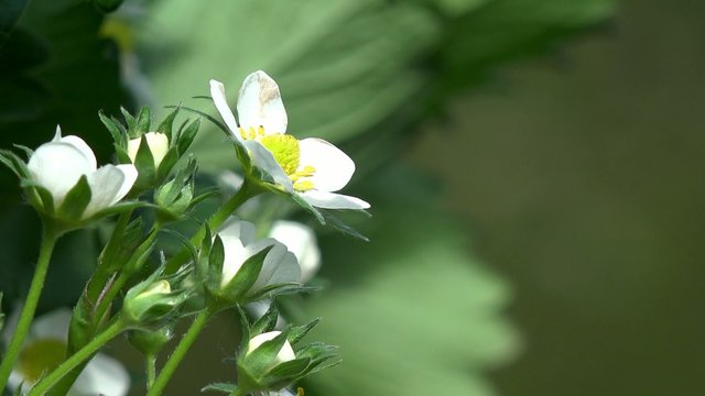 Bl&uuml;hende Erdbeere