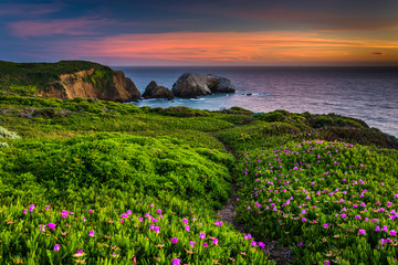 Flowers and trail on a bluff above Rodeo Beach at sunset, at Gol © jonbilous