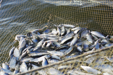 Catch of fish coregonus in seine