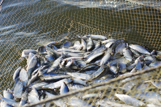 Catch of fish coregonus in seine