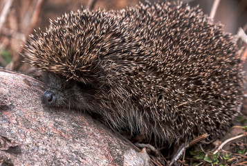 Hedgehog sitting on stone