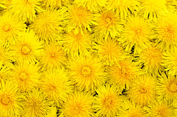 Fototapeta premium dandelion yellow background