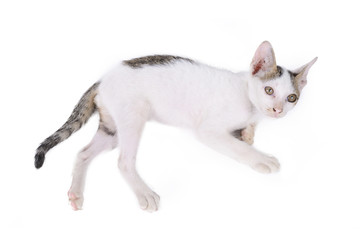 Fototapeta na wymiar kitten isolated on a white background