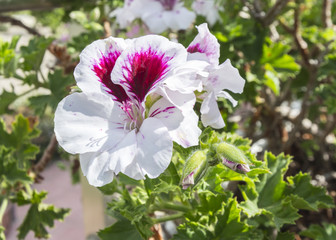 Geranium flowers, Pelargonium