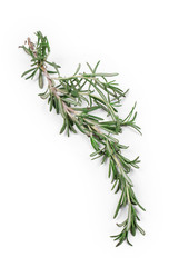 Obraz premium Twig of rosemary.
