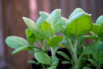 young tobacco plant
