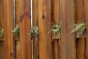 air plants growing on wooden fence