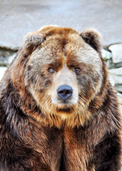 Grizzly bear 