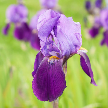 Purple Flower Iris