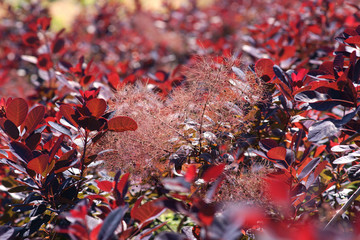 Cotinus coggygria Royal Purple  - smoketree
