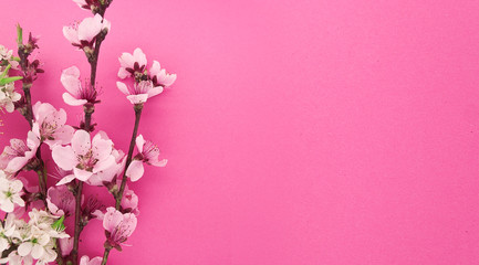 Fototapeta na wymiar Blooming sakura, spring flowers on pink background