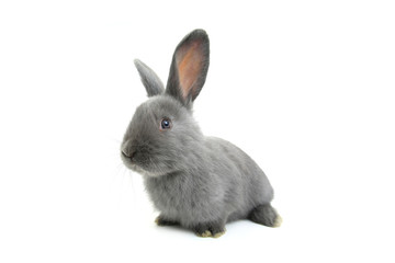 Fototapeta premium grey rabbit