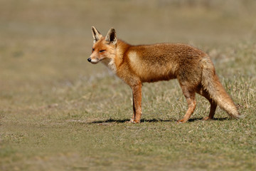 Red fox