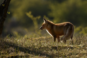 Red fox in evening back light