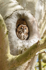 The tawny owl or brown owl (Strix aluco) in a tree hole