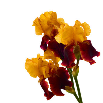 Iris flower isolated. Selective focus