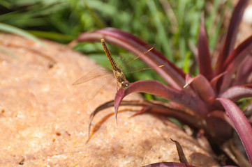 Pantala Flavescens dragonfly on a leaf