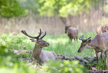 red deer lying on grass