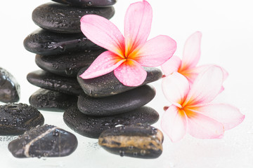 Plumeria flowers and black stones close-up