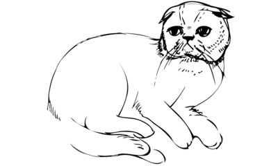 vector sketch of a cat sittingk