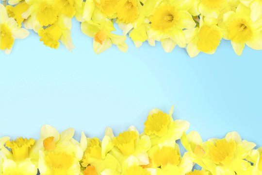 Flower. Daffodil