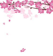 Branches with pink flowers isolated on white background