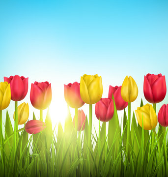 Green grass lawn with yellow and red tulips and sunlight on sky.