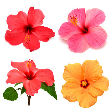 Collection of colored hibiscus with leaves