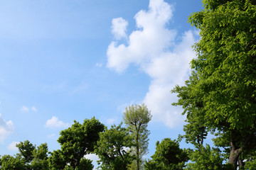 青空・木