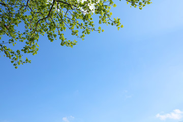 青空・木