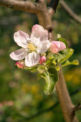 Obraz premium Blossom apple tree