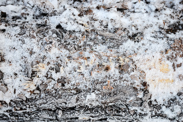 Logs stacked covered with snow