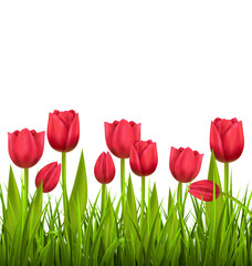 Green grass lawn with red tulips isolated on white. Floral natur