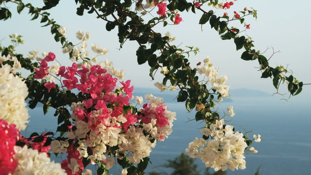 flowers in front of the ocean