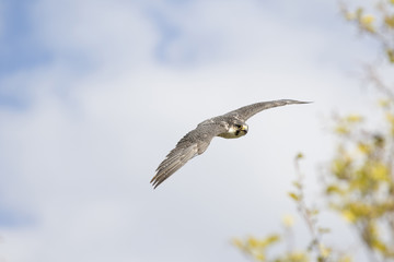 Falcon flying in a blue sky
