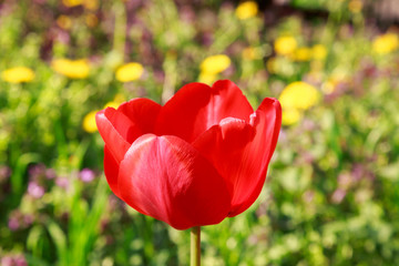 Obraz premium Blooming red tulip in the spring