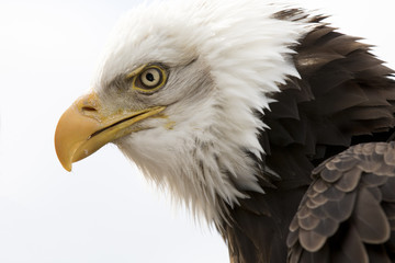 American Bald Eagle