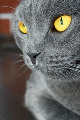 British shorthair cat detail (British Blue cat)