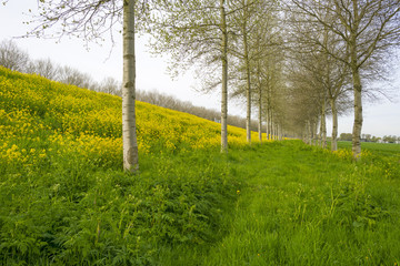 Yellow wildflowers in spring along birches
