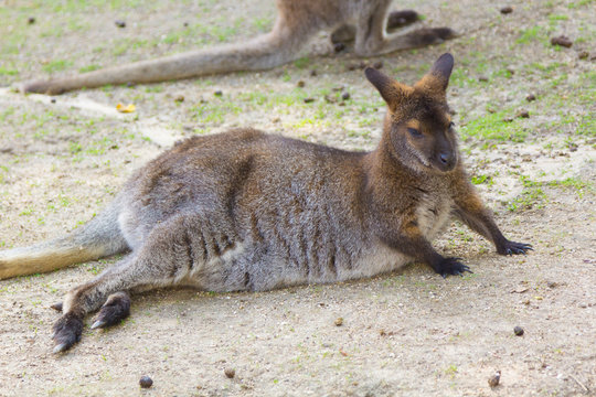 Wallaby de Bennet (Macropus rufogriseus)