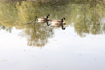 2 harmonische Enten
