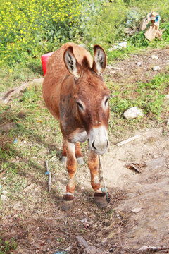 Ouest alg&eacute;rien