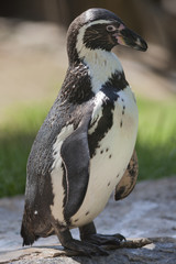 penguin humboldt