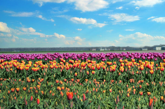 Beautiful flowers tulips against the sky with clouds (relaxation
