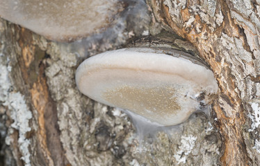 Phellinus polypore on Swedish whitebeam, Sorbus intermedia