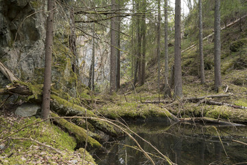 Forest area in sweden with pines, high rocks and water