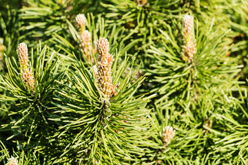 Nadelbaum Nahaufnahme